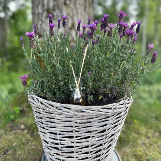 Afrodites Lavendel